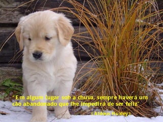 “ Em algum lugar sob a chuva, sempre haverá um cão abandonado que lhe impedirá de ser feliz” ( Aldous Huxley ) 