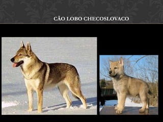 CÃO LOBO CHECOSLOVACO
 