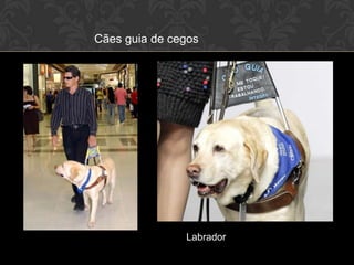 Cães guia de cegos




               Labrador
 