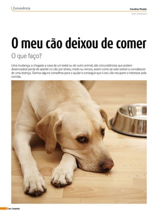 20 Cães&Companhia
O meu cão deixou de comer
O que faço?
Convivência Carolina Pinedo
Fotos: Shutterstock
Uma mudança, a chegada a casa de um bebé ou de outro animal, são circunstâncias que podem
desencadearperda de apetite no cão porstress, medo ou nervos, assim como se este estivera convalescer
de uma doença. Damos alguns conselhos para o ajudara conseguirque o seu cão recupere o interesse pela
comida.
 