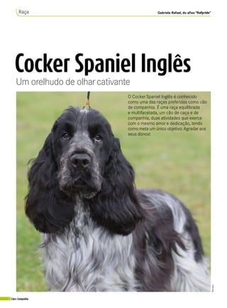 22 Cães&Companhia
Cocker Spaniel Inglês
Um orelhudo de olharcativante
RafpRide
Gabriela Rafael, do afixo “Rafpride”Raça
O Cocker Spaniel Inglês é conhecido
como uma das raças preferidas como cão
de companhia. É uma raça equilibrada
e multifacetada, um cão de caça e de
companhia, duas atividades que exerce
com o mesmo amor e dedicação, tendo
como meta um único objetivo: Agradar aos
seus donos!
 