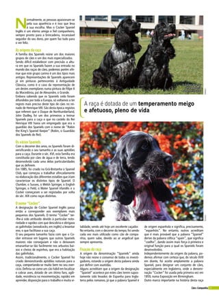23Cães&Companhia
SharySVianSet
N
ormalmente, as pessoas apaixonam-se
pela sua aparência e é isso que leva
à sua escolha. Mas o Cocker Spaniel
Inglês é um eterno amigo e fiel companheiro,
sempre pronto para a brincadeira, incansável
seguidor do seu dono, por quem faz tudo para
o ver feliz.
As origens da raça
A família dos Spaniels reúne um dos maiores
grupos de cães e um dos mais especializados.
Sendo difícil estabelecer com precisão a altu-
ra em que os Spaniels fazem a sua entrada no
mundo das raças de cães, podemos porém afir-
mar que este grupo canino é um dos tipos mais
antigos. Representações de Spaniels aparecem
já em pinturas pertencentes à Antiguidade
Clássica, como é o caso da representação de
um destes exemplares numa pintura de Filipe II
da Macedónia, pai de Alexandre, o Grande.
Embora sabendo que os Spaniels cedo foram
difundidos por toda a Europa, só voltamos a ter
registo mais preciso deste tipo de cães no rei-
nado de Henrique VIII. São desta época registos
que referem que o Duque de Northumberland,
John Dudley, foi um dos primeiros a treinar
Spaniels para a caça e que no castelo do Rei
Henrique VIII havia um empregado que era o
guardião dos Spaniels com o nome de “Robin
the King’s Spaniel Keeper” (Robin, o Guardião
dos Spaniels do Rei).
Os vários Spaniels
Com o decorrer dos anos, os Spaniels foram di-
versificando o seu tamanho e as suas aptidões
para a caça. Durante o séc. XVI, esta família era
constituída por cães de água e de terra, tendo
desenvolvido cada uma delas particularidades
que as definem.
Em 1885, foi criado na Grã-Bretanha o Spaniel
Club, que começou a trabalhar afincadamente
na elaboração dos diferentes estalões que iriam
caracterizar os distintos tipos de Spaniel. O
Clumber, o Sussex, o Welsh Springer, o English
Springer, o Field, o Water Spaniel Irlandês e o
Cocker começaram a ser registados por volta
do séc. XIX como raças distintas.
O nome “Cocker”
A designação de Cocker Spaniel Inglês passa
então a corresponder aos exemplares mais
pequenos dos Spaniels. O termo “Cocker” ter-
-lhe-á sido atribuído devido à particular noto-
riedade e rapidez com que descobria e obrigava
as galinholas (woodcocks, em inglês) a levantar
voo, o que facilitava a sua caça.
O seu pequeno tamanho fazia com que o Co-
cker entrasse em lugares que outros Spaniels
maiores não conseguiam e não o deixavam
emaranhar-se tão facilmente nos arbustos bai-
xos e cheios de espinhos, que era a habitação
das galinholas.
Assim, tradicionalmente, o Cocker Spaniel foi
criado demonstrando aptidões naturais para a
caça, comportando-se muito bem no seu exer-
cício. Definiu-se como um cão hábil em localizar
e cobrar aves, dotado de um ótimo faro, agili-
dade, resistência na movimentação, rapidez em
aprender, disposição para o trabalho e muita vi-
A raça é dotada de um temperamento meigo
e afetuoso, pleno de vida
talidade, sendo até hoje um excelente caçador.
No entanto, com o decorrer do tempo, foi sendo
cada vez mais utilizado como cão de compa-
nhia, quem sabe, devido ao ar angelical que
sempre apresenta.
Fixação da raça
A origem da denominação “Spaniels” ainda
hoje não reúne o consenso de todos os investi-
gadores, estando a origem desta palavra ainda
por definir com exatidão.
Alguns acreditam que a origem da designação
“Spaniel” acontece por estes cães terem supos-
tamente sido levados de Espanha para Ingla-
terra pelos romanos, já que a palavra Spaniel é
de origem espanhola e significa, precisamente,
“espanhóis”. No entanto, outros acreditam
que é mais provável que a palavra “Spaniel”
derive da palavra céltica “spain”, que significa
“coelho”, dando assim mais força à primeira e
original função para a qual os Spaniels foram
desenvolvidos.
Independentemente da origem da palavra, po-
demos afirmar com certeza que, do século XVII
em diante, foi aceite amplamente a palavra
Spaniel, para designar um conjunto de cães,
especialmente em Inglaterra, onde a denomi-
nação “Cocker” foi usada pela primeira vez em
1859, numa Exposição em Birmingham.
Outro marco importante na história desta raça
O Cocker deve ter
uma aparência
alegre e robusta.
 
