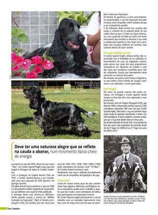 24 Cães&Companhia
Herbert Summers Loyd, proprietário do afixo “Of Ware”,
com três dos seus exemplares, estando no meio “Lucky
star of Ware”, duas vezes ganhador do Best in Show da
Crufts (fotografia retirada da Wikipédia).
aconteceu no ano de 1879, altura em que nasce
“Obo”, um Cocker Spaniel Inglês negro que deu
origem à linhagem de todos os Cockers moder-
nos.
Com a fundação do English Kennel Club em
1873, o Cocker Spaniel passou a ser conside-
rado uma raça separada do Field Spaniel e do
Springer Spaniel.
O English Kennel Club reconheceu a raça em 1892
e o seu primeiro estalão (conjunto de característi-
cas que definem uma raça) foi então publicado.
O prestígio desta raça afirmou-se definitiva-
mente quando venceu o prémio de “Melhor
Exemplar da Exposição” (Best in Show) na Ex-
posição Crufts, em Londres, por seis vezes (nos
anos de 1930, 1931, 1938, 1939, 1948 e 1950)
pelos exemplares do famoso Canil “Of Ware”,
do Criador Herbert Summers Loyd.
Atualmente, esta raça é utilizada principalmente
como cão de companhia, de Exposição e de caça.
A raça atual
Como em muitas outras raças de cães, existem
ainda hoje algumas diferenças morfológicas en-
tre os exemplares usados para o trabalho e aque-
les que são criados como exemplares de beleza
para participarem em Exposições Caninas.
No Cocker Spaniel Inglês, basicamente, o cão de
trabalho será um exemplar ligeiramente mais
leve, com um corpo mais curto do que um exem-
plar criado para Exposição.
Em termos de aparência, e como será facilmen-
te compreendido, o cão de Exposição terá pelo
e franjas mais compridos e bem tratados do que
o seu compatriota caçador.
É da utilização deste animal nas caçadas que
surgiu o costume de se amputar parte da sua
cauda: dizia-se que o Cocker, ao caçar, balança-
va a sua cauda de um lado ao outro com tanto
entusiasmo que sacudia os arbustos à sua volta
e acabava por espantar a caça. Hoje, com a proi-
bição das cirurgias estéticas em animais, esse
costume deixou de fazer sentido.
Principais aptidões da raça
O Cocker Spaniel Inglês, embora tenha sido se-
lecionado com a finalidade de ser utilizado no
levantamento da caça na vegetação rasteira,
cedo entrou nas casas dos seus proprietários,
tornando-se um elemento da família e uma
das raças, por excelência, escolhida para cães
de companhia, função que desempenha neste
momento, na maioria dos países.
No entanto, em países como França e Inglaterra,
os seus dotes e forte instinto de caçador conti-
nuam a ser utilizados e muito apreciados.
Em Portugal
Tal como na grande maioria dos países eu-
ropeus, em Portugal o Cocker aparece desde
sempre na lista dos cães mais registados e mais
procurados.
No primeiro Livro de Origens Português (LOP), que
data de 1956,é interessante verificar que em 2.200
exemplares registados, 400 eram da raça Cocker
Spaniel Inglês, colocando a raça em primeiro lugar,
muito longe do segundo classificado, o Setter com
239 exemplares.É assim evidente a enorme aceita-
ção que a raça teve desde início no nosso país.
Na primeira década do século XXI,a sua posição da
lista das raças mais registadas foi variando, tendo
ido do 5º lugar em 2000 até ao 21º lugar nos anos
de 2009 e 2010.
Deve ter uma natureza alegre que se reflete
na cauda a abanar, num movimento típico cheio
de energia
Viansetsharys
O pelo deve ser liso e de textura
sedosa, nunca deve ser duro
e ondulado
 