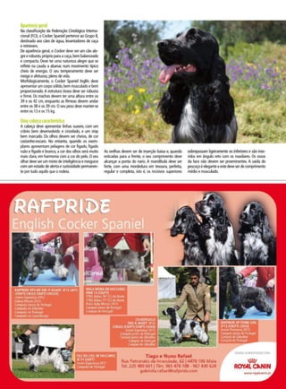 Aparência geral
Na classificação da Federação Cinológica Interna-
cional (FCI), o Cocker Spaniel pertence ao Grupo 8,
destinado aos cães de água, levantadores de caça
e retrievers.
De aparência geral, o Cocker deve ser um cão ale-
gre e robusto,próprio para a caça,bem balanceado
e compacto. Deve ter uma natureza alegre que se
reflete na cauda a abanar, num movimento típico
cheio de energia. O seu temperamento deve ser
meigo e afetuoso, pleno de vida.
Morfologicamente, o Cocker Spaniel Inglês deve
apresentar um corpo sólido,bem musculado e bem
proporcionado.A estrutura óssea deve ser robusta
e firme. Os machos devem ter uma altura entre os
39 e os 42 cm, enquanto as fêmeas devem andar
entre os 38 e os 39 cm. O seu peso deve manter-se
entre os 13 e os 15 kg.
Uma cabeça característica
A cabeça deve apresentar linhas suaves, com um
crânio bem desenvolvido e cinzelado, e um stop
bem marcado. Os olhos devem ser cheios, de cor
castanho-escuro. No entanto, quando os exem-
plares apresentam pelagens de cor fígado, fígado
ruão e fígado e branco, a cor dos olhos será muito
mais clara, em harmonia com a cor do pelo. O seu
olhar deve ser um misto de inteligência e meiguice
com um estado de alerta e curiosidade permanen-
te por tudo aquilo que o rodeia.
As orelhas devem ser de inserção baixa e, quando
esticadas para a frente, o seu comprimento deve
alcançar a ponta do nariz. A mandíbula deve ser
forte, com uma mordedura em tesoura, perfeita,
regular e completa, isto é, os incisivos superiores
sobrepassam ligeiramente os inferiores e são inse-
ridos em ângulo reto com os maxilares. Os ossos
da face não devem ser proeminentes. A saída do
pescoço é elegante e este deve ser de comprimento
médio e musculado.
Vianset
 