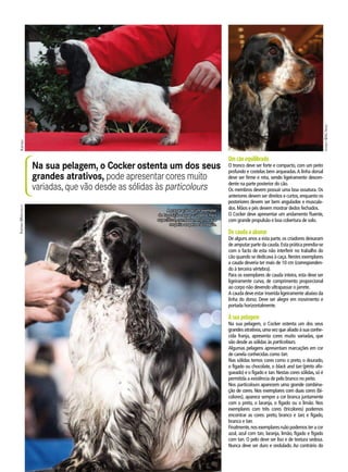 Um cão equilibrado
O tronco deve ser forte e compacto, com um peito
profundo e costelas bem arqueadas.A linha dorsal
deve ser firme e reta, sendo ligeiramente descen-
dente na parte posterior do cão.
Os membros devem possuir uma boa ossatura. Os
anteriores devem ser direitos e curtos,enquanto os
posteriores devem ser bem angulados e muscula-
dos. Mãos e pés devem mostrar dedos fechados.
O Cocker deve apresentar um andamento fluente,
com grande propulsão e boa cobertura de solo.
De cauda a abanar
De alguns anos a esta parte, os criadores deixaram
de amputar parte da cauda.Esta prática prendia-se
com o facto de esta não interferir no trabalho do
cão quando se dedicava à caça.Nestes exemplares
a cauda deveria ter mais de 10 cm (corresponden-
do à terceira vértebra).
Para os exemplares de cauda inteira, esta deve ser
ligeiramente curva, de comprimento proporcional
ao corpo não devendo ultrapassar o jarrete.
A cauda deve estar inserida ligeiramente abaixo da
linha do dorso. Deve ser alegre em movimento e
portada horizontalmente.
A sua pelagem
Na sua pelagem, o Cocker ostenta um dos seus
grandes atrativos,uma vez que aliado à sua conhe-
cida franja, apresenta cores muito variadas, que
vão desde as sólidas às particolours.
Algumas pelagens apresentam marcações em cor
de canela conhecidas como tan.
Nas sólidas temos cores como o preto, o dourado,
o fígado ou chocolate, o black and tan (preto afo-
gueado) e o fígado e tan.Nestas cores sólidas,só é
permitida a existência de pelo branco no peito.
Nos particolours aparecem uma grande combina-
ção de cores. Nos exemplares com duas cores (bi-
colores), aparece sempre a cor branca juntamente
com o preto, o laranja, o fígado ou o limão. Nos
exemplares com três cores (tricolores) podemos
encontrar as cores: preto, branco e tan; e fígado,
branco e tan.
Finalmente,nosexemplaresruãopodemosteracor
azul, azul com tan, laranja, limão, fígado e fígado
com tan. O pelo deve ser liso e de textura sedosa.
Nunca deve ser duro e ondulado. Ao contrário do
Na sua pelagem, o Cocker ostenta um dos seus
grandes atrativos, pode apresentarcores muito
variadas, que vão desde as sólidas às particolours
A preparação de um exemplar
de Exposição requer cuidados mais
específicos, nomeadamente, no que
respeita ao pelo e à tosquia.
RafpRideRafpRide©MastiM.pt
Vianset©aCalVes
 