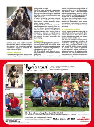 que muitos possam pensar,o estalão da raça refere
que o pelo desta raça nunca deve ser muito abun-
dante e, embora deva apresentar uma boa franja
nos anteriores e corpo, o seu comprimento deve
manter-se acima dos jarretes.
Exemplares de Exposição
A preparação de um exemplar de Exposição requer
cuidados mais específicos, nomeadamente, no que
respeita ao pelo e à tosquia.
Num Cocker Spaniel de Exposição,e para que o seu
pelo cresça e se mantenha nas melhores condições,
é necessário, para além da escovagem diária, um a
dois banhos semanais com produtos próprios para
o pelo e cor do cão.
A esta raça corresponde uma tosquia específica,
que os cães de Exposição devem respeitar. Nesta
tosquia é usada a máquina, uma tesoura, uma te-
soura de desbaste e as mãos.
A máquina é utilizada, basicamente, na parte inte-
rior das orelhas e na zona do pescoço que vai des-
de a parte de baixo da mandíbula até à ponta do
externo.A tesoura é utilizada no acerto das patas e
a tesoura de desbaste poderá ser usada na junção
entre a cabeça e as orelhas e na junção do pescoço
com o resto do corpo. A tosquia da cabeça e de
todo o resto do corpo deverá ser realizada à mão
(hand stripping).
Temperamento
O Cocker Spaniel Inglês é,por natureza,curioso,ca-
rinhoso, dócil, leal e sensível. Muito sociável, adora
estar junto das pessoas,em muito particular,da sua
família humana,a qual venera com grande dedica-
ção, exigindo dela alguma atenção.
Não são bons cães de guarda, já que não apresen-
tam grande tendência para ladrar e não costumam
ser agressivos.
O Cocker adora fazer amizades e não se tornará
agressivo com visitas estranhas que apareçam na
casa dos seus donos. Sempre bem-humorado, gos-
ta de mostrar ao mundo a sua felicidade. Sempre
dependente dos seus donos, atento aos mais pe-
quenos gestos,este animal é tão especial,que mui-
tas vezes basta um olhar para que nos entenda.
Num período de desenvolvimento e da implemen-
tação da raça, alguns exemplares de cores sólidas
demonstraram comportamentos menos sociáveis.
No entanto, neste momento e fruto do trabalho de
criadores responsáveis, este problema parece estar
ultrapassado.
Um cão de família de excelência
O Cocker Spaniel é um cão alegre e brincalhão, ca-
racterísticas demonstradas pelo constante abanar
da cauda. É um cão que adora o dono e todos os
membros da família. Gosta da vida ao ar livre, sen-
do sociável para com as outras raças.
Pode viver muito bem em apartamento e em am-
bientes maiores, pois adapta-se muito bem a di-
ferentes locais e situações. A grande popularida-
de que esta raça tem mantido ao longo dos anos
pode ser explicada devido à ótima personalidade
dos cachorros, que se adaptam ao tipo de vida
dos seus familiares. Se os donos forem mais tran-
quilos e caseiros, os cães não se importam de ficar
deitados sem fazer nada; se os donos forem mais
agitados e adorarem fazer exercício, estes também
os acompanham alegremente.
RafpRide©MastiM.pt
 