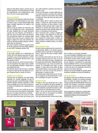 dados que dão depois origem a animais que, ao
nível da aparência, mas principalmente ao nível
do temperamento e do comportamento, nada
têm a ver com o Cocker Spaniel Inglês.
Uma raça saudável
O Cocker tem uma esperança média de vida que
pode atingir os 15 anos de idade ou mais. Como
em todas as raças, o Cocker Spaniel Inglês exige
alguns cuidados específicos em relação à sua
higiene e saúde.
Devido ao tipo de orelhas que apresenta, esta
raça tem predisposição para o aparecimento
de otites, problema que se resolve facilmente
rapando com uma máquina, com frequência, o
pelo que cresce da parte interior das mesmas.
Este procedimento poderá ser realizado pelos
próprios donos uma vez que a máquina nunca
magoa o animal. Em casos mais extremos, de-
verão ser utilizados produtos próprios recomen-
dados pelo seu veterinário.
Esta raça é também suscetível ao aparecimento
de atrofia progressiva da retina (PRA), displasia
da anca (HD) e nefropatia familiar (FN).
Atenção com o peso!
A raça exige cuidados com a alimentação. Os
Cockers são muito gulosos possuindo um notá-
vel apetite, o que os torna propensos a criarem
problemas de obesidade. Devoram tudo o que
lhes aparece à frente.
O excesso de peso no animal irá provocar-lhe o
mau funcionamento dos órgãos vitais e proble-
mas nas articulações, afetando a médio prazo a
sua qualidade de vida.
Não oferecer petiscos fora de horas e controlar
as doses de ração que lhe são dadas são as re-
gras milagrosas para os manter em forma.
Cuidados com a pelagem
O banho deve ser frequente, com água tépida,
utilizando um champô adequado ao tipo de
pelo para que este se mantenha longo e sedoso,
havendo também champôs adaptados às dife-
rentes variedades de cor que esta raça apresen-
ta. Podem ser finalizados com a aplicação de um
amaciador.
O pelo deve ser seco com a ajuda de um seca-
dor e de uma escova. Esta prática é fundamental
para que o seu pelo cresça bonito e saudável.
Deve ser penteado com uma escova ou carda-
deira pelo menos duas vezes por semana, para
que o pelo mantenha a aparência que tanto ca-
racteriza a raça.
De dois em dois meses, o Cocker Inglês deve ver
o seu pelo arranjado e acertado, com particular
atenção à tosquia do pelo interior das orelhas
e do pelo que cresce por baixo das patas, entre
as almofadas.
Embora alguns donos o façam no tempo mais
quente, o animal em nada beneficia quando
decidem cortar-lhes de forma drástica o pelo,
deixando-o muito curto por todo o corpo. Nor-
malmente, os animais não gostam desta nova
aparência que lhes é dada, andando alguns dias
tristes e a esconderem-se das pessoas.
Não é necessário fazer a tosquia completa do
Cocker, porque o cão adapta-se ao calor, per-
dendo o subpelo. Além disso, a utilização de
uma máquina de tosquia altera a textura do
pelo, tornando-o menos sedoso e mais encara-
colado, fazendo-o também perder o seu brilho
natural.
Adora exercício e água
Os donos devem proporcionar-lhe exercício físi-
co diariamente, devido à sua grande energia e
atividade. Gosta de passear na companhia dos
donos e adora que lhe sejam atirados objetos
para ir buscar.
Se os passeios forem perto do mar, de rios ou
de lagoas, prepare-se pois, por certo, o seu cão
irá brincar para dentro de água, atividade que
lhe agrada particularmente, independentemen-
te da temperatura a que a esta se encontre. No
entanto, se a brincadeira tiver lugar na água
salgada, o Cocker deve tomar banho de água
doce quando chegar a casa, para que o pelo não
seque com o sal, uma vez que este provoca a
desidratação e a quebra do pelo.
Nos passeios pelo campo temos de ter em aten-
ção as praganas que frequentemente se pren-
dem na pelagem do corpo e nas orelhas.
Desporto canino
O Cocker é uma raça versátil que tem a capa-
cidade de se comportar de forma exemplar na
execução de tarefas muito diferenciadas. Sendo
um cão obediente, normalmente realiza as ativi-
dades que lhe são solicitadas pelo seu dono.
Quem o vê nas suas horas de descanso dificil-
mente verá nele um cão disposto ao trabalho.
Não podia estar mais enganado.
Esta raça admirável adora um bom dia de traba-
lho no campo ou uma longa caminhada.
Em provas de Agility, modalidade onde o animal
deve passar por vários obstáculos sob o coman-
do do dono, o Cocker cumpre a tarefa na perfei-
ção, contagiando com a sua alegria todos aque-
les que assistem à competição. Os praticantes
desta modalidade referem a enorme disposição
e alegria que a raça apresenta quando se depa-
ra com uma pista com obstáculos, fazendo do
exercício uma enorme diversão.
Devido à sua enorme inteligência,também obtém
excelentes resultados em provas de Obediência.
Cão de assistência
No entanto, e mais uma vez devido à sua enorme
versatilidade, é também um excelente exemplar
para ser usado em terapia com idosos e com
crianças que apresentem dificuldades físicas e/ou
mentais. Este “pequeno” animal tem a grandeza
de conseguir transmitir serenidade e tranquilida-
de, ajudando assim na cura e reabilitação. n
Nota de agradecimento: Agradecemos a Gabriela Rafael
do afixo “Rafpride”, a Dora Rosado do afixo “Sharysh” e
a Rui Gonçalves do afixo “Vianset”, por nos terem cedido
fotografias de exemplares da sua propriedade para
ilustrar este artigo.
Gosta de água, de passear na companhia dos
donos e adora que lhe sejam atirados objetos
para ir buscar.
 