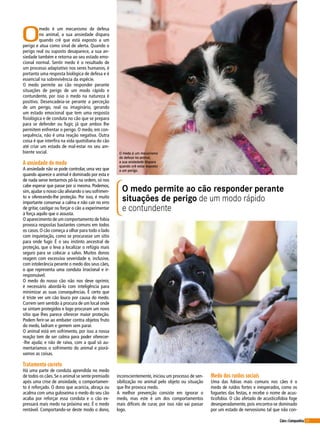 35Cães&Companhia
O medo permite ao cão responder perante
situações de perigo de um modo rápido
e contundente
O
medo é um mecanismo de defesa
no animal, a sua ansiedade dispara
quando crê que está exposto a um
perigo e atua como sinal de alerta. Quando o
perigo real ou suposto desaparece, a sua an-
siedade também e retorna ao seu estado emo-
cional normal. Sentir medo é o resultado de
um processo adaptativo nos seres humanos, é
portanto uma resposta biológica de defesa e é
essencial na sobrevivência da espécie.
O medo permite ao cão responder perante
situações de perigo de um modo rápido e
contundente, por isso o medo na natureza é
positivo. Desencadeia-se perante a perceção
de um perigo, real ou imaginário, gerando
um estado emocional que tem uma resposta
fisiológica e de conduta no cão que se prepara
para se defender ou fugir, já que ambos lhe
permitem enfrentar o perigo. O medo, em con-
sequência, não é uma reação negativa. Outra
coisa é que interfira na vida quotidiana do cão
até criar um estado de mal-estar no seu am-
biente social.
A ansiedade do medo
A ansiedade não se pode controlar, uma vez que
quando aparece o animal é dominado por esta e
de nada serve tentarmos pô-la na ordem, só nos
cabe esperar que passe por si mesma. Podemos,
sim,ajudar o nosso cão aliviando o seu sofrimen-
to e oferecendo-lhe proteção. Por isso, é muito
importante conservar a calma e não cair no erro
de gritar, castigar ou forçar o cão a experimentar
à força aquilo que o assusta.
O aparecimento de um comportamento de fobia
provoca respostas bastantes comuns em todos
os casos. O cão começa a olhar para todo o lado
com inquietação, como se procurasse um sítio
para onde fugir. É o seu instinto ancestral de
proteção, que o leva a localizar o refúgio mais
seguro para se colocar a salvo. Muitos donos
reagem com excessiva severidade e, inclusive,
com intolerância perante o medo dos seus cães,
o que representa uma conduta irracional e ir-
responsável.
O medo do nosso cão não nos deve oprimir,
é necessário abordá-lo com inteligência para
minimizar as suas consequências. É certo que
é triste ver um cão louco por causa do medo.
Correm sem sentido à procura de um local onde
se sintam protegidos e logo procuram um novo
sítio que lhes parece oferecer maior proteção.
Podem ferir-se ao embater contra objetos fruto
do medo, ladram e gemem sem parar.
O animal está em sofrimento, por isso a nossa
reação tem de ser calma para poder oferecer-
-lhe ajuda; e não de raiva, com a qual só au-
mentaríamos o sofrimento do animal e piorá-
vamos as coisas.
Tratamento correto
Há uma parte de conduta aprendida no medo
de todos os cães. Se o animal se sente premiado
após uma crise de ansiedade, o comportamen-
to é reforçado. O dono que acaricia, abraça ou
acalma com uma guloseima o medo do seu cão
acaba por reforçar essa conduta e o cão ex-
pressará mais medo na próxima vez. É o medo
rentável. Comportando-se deste modo o dono,
inconscientemente, iniciou um processo de sen-
sibilização no animal pelo objeto ou situação
que lhe provoca medo.
A melhor prevenção consiste em ignorar o
medo, mas este é um dos comportamentos
mais difíceis de curar, por isso não vai passar
logo.
Medo dos ruídos sociais
Uma das fobias mais comuns nos cães é o
medo de ruídos fortes e inesperados, como os
foguetes das festas, e recebe o nome de acus-
ticofobia. O cão afetado de acusticofobia foge
desesperadamente, pois encontra-se dominado
por um estado de nervosismo tal que não con-
O medo é um mecanismo
de defesa no animal,
a sua ansiedade dispara
quando crê estar exposto
a um perigo.
 