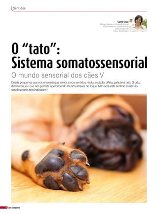 38 Cães&Companhia
O “tato”:
Sistema somatossensorial
Desde pequenos que nos ensinam que temos cinco sentidos: visão, audição, olfato, paladare tato. O tato,
dizem-nos, é o que nos permite aperceberdo mundo através do toque. Mas será este sentido assim tão
simples como nos indicaram?
Sentidos
Carla Cruz
Bióloga, Mestre em Produção Animal
e Doutoranda em Ciência Animal
(www.aradik.net)
Fotos: Shutterstock
O mundo sensorial dos cães V
 