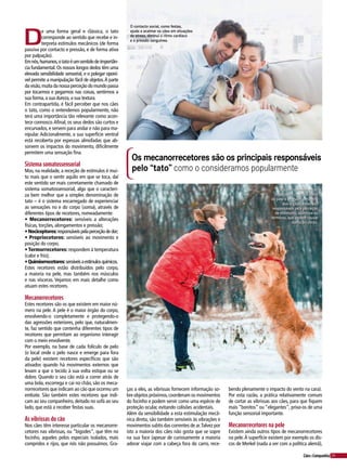 39Cães&Companhia
D
e uma forma geral e clássica, o tato
corresponde ao sentido que recebe e in-
terpreta estímulos mecânicos (de forma
passiva por contacto e pressão, e de forma ativa
por palpação).
Emnós,humanos,otatoéumsentidodeimportân-
cia fundamental.Os nossos longos dedos têm uma
elevada sensibilidade sensorial, e o polegar oponí-
vel permite a manipulação fácil de objetos.À parte
da visão,muita da nossa perceção do mundo passa
por tocarmos e pegarmos nas coisas, sentirmos a
sua forma,a sua dureza,a sua textura.
Em contrapartida, é fácil perceber que nos cães
o tato, como o entendemos popularmente, não
terá uma importância tão relevante como acon-
tece connosco.Afinal, os seus dedos são curtos e
encurvados, e servem para andar e não para ma-
nipular. Adicionalmente, a sua superfície ventral
está recoberta por espessas almofadas que ab-
sorvem os impactos do movimento, dificilmente
permitem uma sensação fina.
Sistema somatossensorial
Mas, na realidade, a receção de estímulos é mui-
to mais que o sentir aquilo em que se toca, daí
este sentido ser mais corretamente chamado de
sistema somatossensorial, algo que o caracteri-
za bem melhor que a simples denominação de
tato – é o sistema encarregado de experienciar
as sensações no e do corpo (soma), através de
diferentes tipos de recetores, nomeadamente:
• Mecanorrecetores: sensíveis a alterações
físicas, torções, alongamentos e pressão;
•Nociceptores:responsáveispelaperceçãodedor;
• Propriocetores: sensíveis ao movimento e
posição do corpo;
• Termorrecetores: respondem à temperatura
(calor e frio);
•Quimiorrecetores:sensíveisaestímulosquímicos.
Estes recetores estão distribuídos pelo corpo,
a maioria na pele, mas também nos músculos
e nas vísceras. Vejamos em mais detalhe como
atuam estes recetores.
Mecanorrecetores
Estes recetores são os que existem em maior nú-
mero na pele. A pele é o maior órgão do corpo,
envolvendo-o completamente e protegendo-o
das agressões exteriores, pelo que, naturalmen-
te, faz sentido que contenha diferentes tipos de
recetores que permitam ao organismo interagir
com o meio envolvente.
Por exemplo, na base de cada folículo de pelo
(o local onde o pelo nasce e emerge para fora
da pele) existem recetores específicos que são
ativados quando há movimentos externos que
levam a que o tecido à sua volta estique ou se
dobre. Quando o seu cão está a correr atrás de
uma bola, escorrega e cai no chão, são os meca-
norrecetores que indicam ao cão que ocorreu um
embate. São também estes recetores que indi-
cam ao seu companheiro, deitado no sofá ao seu
lado, que está a receber festas suas.
As vibrissas do cão
Nos cães têm interesse particular os mecanorre-
cetores nas vibrissas, ou “bigodes”, que têm no
focinho, aqueles pelos especiais isolados, mais
compridos e rijos, que nós não possuímos. Gra-
Os mecanorrecetores são os principais responsáveis
pelo “tato” como o consideramos popularmente
ças a eles, as vibrissas fornecem informação so-
bre objetos próximos,coordenam os movimentos
do focinho e podem servir como uma espécie de
proteção ocular, evitando colisões acidentais.
Além da sensibilidade a esta estimulação mecâ-
nica direta, são também sensíveis às vibrações e
movimentos subtis das correntes de ar.Talvez por
isto a maioria dos cães não gosta que se sopre
na sua face (apesar de curiosamente a maioria
adorar viajar com a cabeça fora do carro, rece-
bendo plenamente o impacto do vento na cara).
Por esta razão, a prática relativamente comum
de cortar as vibrissas aos cães, para que fiquem
mais “bonitos” ou “elegantes”, priva-os de uma
função sensorial importante.
Mecanorrecetores na pele
Existem ainda outros tipos de mecanorrecetores
na pele.À superfície existem por exemplo os dis-
cos de Merkel (nada a ver com a política alemã),
Os nociceptores estão
localizados na maior parte
da pele e enervam a maioria
dos órgãos, estes são
responsáveis pela perceção
de estímulos, químicos ou
térmicos, que podem causar
danos ao corpo.
O contacto social, como festas,
ajuda a acalmar os cães em situações
de stress, diminui o ritmo cardíaco
e a pressão sanguínea.
 