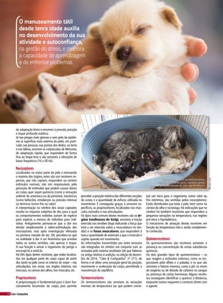 40 Cães&Companhia
de adaptação lenta e sensíveis à pressão, posição
e toque profundo estático.
Já nas pregas mais grossas e sem pelo da epider-
me (a superfície mais externa da pele), em parti-
cular, nas pessoas, nas pontas dos dedos, na testa
e nos lábios, ocorrem os corpúsculos de Meissner,
de adaptação rápida, que respondem de forma
fina ao toque leve e são sensíveis a vibrações de
baixa frequência (10 a 50 Hz).
Nociceptores
Localizados na maior parte da pele e enervando
a maioria dos órgãos, estes são uns recetores es-
peciais, que não captam, respondem ou sentem
estímulos normais; são sim responsáveis pela
perceção de estímulos que podem causar danos
ao corpo, quer sejam químicos (como a sensação
ardente do amoníaco ou da pimenta), mecânicos
(como beliscões, entalanços ou pressão intensa)
ou térmicos (como frio ou calor).
A interpretação no cérebro dos sinais captados
resulta na resposta subjetiva de dor, para a qual
os comportamentos exibidos variam de espécie
para espécie, e mesmo de indivíduo para indi-
víduo. Antigamente pensava-se que a dor era
devida simplesmente à sobre-estimulação dos
nociceptores, mas após investigação efetuada
na primeira metade do séc. XX, percebeu-se que
na realidade a dor é um fenómeno que envolve
todos os outros sentidos, não apenas o toque.
A sua função é avisar o organismo do perigo e
encorajá-lo a evitá-lo.
Há três tipos destes recetores, que estão localiza-
dos em qualquer parte do corpo capaz de sentir
dor, tanto na pele como no interior do corpo – nas
articulações, nos ossos, nos órgãos internos, nas
mucosas, na córnea dos olhos, nos músculos, etc.
Propriocetores
A propriocepção é fundamental para o bom fun-
cionamento locomotor do corpo, pois permite
O manuseamento tátil
desde tenra idade auxilia
no desenvolvimento da sua
atividade e autoconfiança,
na gestão do stress, e melhora
a capacidade de aprendizagem
e de enfrentarproblemas
perceber a posição relativa das diferentes secções
do corpo, e a quantidade de esforço utilizada no
movimento. É conseguida graças a sensores es-
pecíficos, os propriocetores, localizados nos mús-
culos estriados e nas articulações.
Os tipos mais comuns destes recetores são os ór-
gãos tendinosos de Golgi, sensíveis à tração
exercida nos tendões (logo indicando a força que
está a ser exercida sobre a musculatura no ten-
dão) e os fusos musculares, que respondem à
taxa e quantidade de extensão a que o músculo é
sujeito quando em movimento.
As informações transmitidas por estes sensores
são integradas no cérebro em conjunto com as
enviadas pelo sistema vestibular (de que falámos
no artigo relativo à audição, na edição de dezem-
bro de 2014, “Cães & Companhia” nº 211), de
forma a se obter uma sensação geral da posição,
movimento e aceleração do corpo, permitindo a
manutenção do equilíbrio.
Termorrecetores
Os termorrecetores são sensíveis às variações
normais de temperatura (as que podem consti-
tuir um risco para o organismo, como calor ou
frio extremos, são sentidas pelos nociceptores).
Estão distribuídos por toda a pele, bem como na
córnea do olho e na bexiga. Há indicações que no
cérebro há também neurónios que respondem a
pequenas variações na temperatura, nas regiões
pré-ótica e hipotalâmica.
O mecanismo de ativação destes recetores em
função da temperatura não é ainda complemen-
te conhecido.
Quimiorrecetores
Os quimiorrecetores são recetores sensíveis à
presença ou concentração de certas substâncias
químicas.
Há dois grandes tipos de quimiorrectores – os
que reagem a estímulos externos, como os res-
ponsáveis pelo olfato e o paladar, e os que são
sensíveis a fatores internos, como o pH, os níveis
de oxigénio ou de dióxido de carbono no sangue
ou presença de certas hormonas. Alguns receto-
res conseguem identificar o químico à distância,
enquanto outros requerem o contacto direto com
o agente.
O tato é dos poucos sentidos presentes
desde o nascimento, pois o cachorro deteta
a presença da mãe através do calor que ela emana.
©carlacruz
 