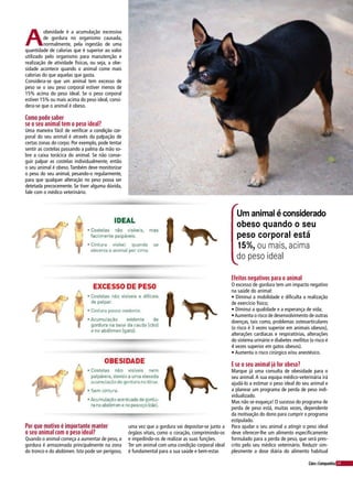 49Cães&Companhia
A
obesidade é a acumulação excessiva
de gordura no organismo causada,
normalmente, pela ingestão de uma
quantidade de calorias que é superior ao valor
utilizado pelo organismo para manutenção e
realização de atividade físicas, ou seja, a obe-
sidade acontece quando o animal come mais
calorias do que aquelas que gasta.
Considera-se que um animal tem excesso de
peso se o seu peso corporal estiver menos de
15% acima do peso ideal. Se o peso corporal
estiver 15% ou mais acima do peso ideal, consi-
dera-se que o animal é obeso.
Como pode saber
se o seu animal tem o peso ideal?
Uma maneira fácil de verificar a condição cor-
poral do seu animal é através da palpação de
certas zonas do corpo. Por exemplo, pode tentar
sentir as costelas passando a palma da mão so-
bre a caixa torácica do animal. Se não conse-
guir palpar as costelas individualmente, então
o seu animal é obeso. Também deve monitorizar
o peso do seu animal, pesando-o regularmente,
para que qualquer alteração no peso possa ser
detetada precocemente. Se tiver alguma dúvida,
fale com o médico veterinário.
Um animal é considerado
obeso quando o seu
peso corporal está
15%, ou mais, acima
do peso ideal
Por que motivo é importante manter
o seu animal com o peso ideal?
Quando o animal começa a aumentar de peso, a
gordura é armazenada principalmente na zona
do tronco e do abdómen. Isto pode ser perigoso,
uma vez que a gordura vai depositar-se junto a
órgãos vitais, como o coração, comprimindo-os
e impedindo-os de realizar as suas funções.
Ter um animal com uma condição corporal ideal
é fundamental para a sua saúde e bem-estar.
Efeitos negativos para o animal
O excesso de gordura tem um impacto negativo
na saúde do animal:
• Diminui a mobilidade e dificulta a realização
de exercício físico;
• Diminui a qualidade e a esperança de vida;
•Aumenta o risco de desenvolvimento de outras
doenças, tais como, problemas osteoarticulares
(o risco é 3 vezes superior em animais obesos),
alterações cardíacas e respiratórias, alterações
do sistema urinário e diabetes mellitus (o risco é
4 vezes superior em gatos obesos).
• Aumenta o risco cirúrgico e/ou anestésico.
E se o seu animal já for obeso?
Marque já uma consulta de obesidade para o
seu animal. A sua equipa médico-veterinária irá
ajudá-lo a estimar o peso ideal do seu animal e
a planear um programa de perda de peso indi-
vidualizado.
Mas não se esqueça! O sucesso do programa de
perda de peso está, muitas vezes, dependente
da motivação do dono para cumprir o programa
estipulado.
Para ajudar o seu animal a atingir o peso ideal
deve oferecer-lhe um alimento especificamente
formulado para a perda de peso, que será pres-
crito pelo seu médico veterinário. Reduzir sim-
plesmente a dose diária do alimento habitual
 