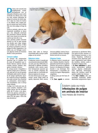 D
e facto, este conceito está
completamente errado,
principalmente com as
alterações climatéricas que se têm
verificado nos últimos anos. Cada
vez mais, existem infestações de
pulgas em animais de interior (ga-
tos e cães) nos meses de inverno
e, nos últimos anos, surgem pul-
gas em animais que nunca tinham
tido uma única pulga ao longo da
vida.
Torna-se, portanto, cada vez mais
importante sensibilizar os donos
para uma adequada prevenção
das parasitoses externas durante
todo o ano, mesmo em animais de
interior que não vêm à rua.
Estes parasitas podem transmitir
doenças ao cão ou gato quando
são picados para sugar sangue,
mas também aos donos. A febre
da carraça no Humano é uma pa-
tologia de difícil diagnóstico e no
último ano, em Portugal, ocorre-
ram algumas mortes em humanos
devido a estas parasitoses.
Carraças e pulgas
As carraças são ectoparasitas
(parasitas que se instalam fora
do corpo do hospedeiro) que in-
festam diversas espécies animais
(cavalos, bovinos, roedores, cães,
gatos), incluindo o Homem.
As carraças picam o hospedeiro e
ingerem sangue para se alimenta-
rem, pelo que, em caso de grandes
infestações, pode ocorrer uma per-
da de sangue significativa. Quan-
do a saliva da carraça é espalhada,
esta pode veicular vírus, bactérias
ou protozoários (micro-organis-
mos unicelulares), caso a carraça
esteja infetada.
A pulga é um inseto sem asas, de
corpo castanho, achatado e com
longas pernas que lhe permitem
saltar até 75 vezes a sua altura.
Dentro dos géneros conhecidos, o
Ctenocephalides felis é aquele que
afeta 97% dos gatos e 92% dos
cães domésticos.
Existem cada vez mais
infestações de pulgas
em animais de interior
nos meses de inverno
Vamos falar sobre as doenças
transmitidas pelas carraças e pelas
pulgas ao seu animal.
Babesiose canina
A babesiose canina é causada por
um protozoário denominado Babe-
sia canis, que atua infiltrando-se e
destruindo os glóbulos vermelhos,
resultando numa anemia grave.
Este hemoparasita (parasita que
vive na corrente sanguínea dos
animais) pode ser transmitido por
diversas espécies de carraças.
Os sinais clínicos que os cães apre-
sentam variam desde perda de
apetite, depressão, febre, anemia
(mucosas pálidas), icterícia (muco-
sas amarelas), diarreia e hemoglo-
binúria (urina de cor escura).
Erliquiose Canina
A erliquiose canina é causada por
uma rickettsia (bactéria intracito-
plasmática) pertencente ao género
Ehrlichia, que parasita os glóbulos
brancos e as plaquetas do sangue,
levando à sua destruição. Este
hemoparasita é transmitido por
carraças da espécie Rhipicephalus
sanguineus.
A doença passa por três fases clí-
nicas:
• Na fase aguda os animais
apresentam-se geralmente febris,
com perda de peso, anorexia, as-
tenia (fraqueza muscular), e, com
menos frequência, verificam-se
secreções nasais, depressão, peté-
quias, sangramento nasal, edema
dos membros, vómitos, uveíte e
insuficiência hépato-renal;
• A fase subclínica é, geral-
mente, assintomática, podendo
aparecer algumas complicações
como depressão, hemorragias,
edema dos membros, perda de
apetite e palidez das mucosas;
• Na fase crónica, cães com
imunidade insuficiente podem
desenvolver sangramentos espon-
As carraças picam o hospedeiro
e ingerem sangue para se alimentarem.
 