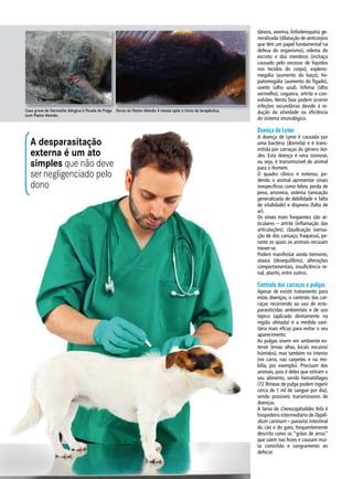 A desparasitação
externa é um ato
simples que não deve
ser negligenciado pelo
dono
Caso grave de Dermatite Alérgica à Picada de Pulga
num Pastor Alemão.
Dorso do Pastor Alemão 4 meses após o início da terapêutica.
tâneos, anemia, linfadenopatia ge-
neralizada (dilatação de anticorpos
que têm um papel fundamental na
defesa do organismo), edema do
escroto e dos membros (inchaço
causado pelo excesso de líquidos
nos tecidos do corpo), espleno-
megalia (aumento do baço), he-
patomegalia (aumento do fígado),
uveíte (olho azul), hifema (olho
vermelho), cegueira, artrite e con-
vulsões. Nesta fase podem ocorrer
infeções secundárias devido à re-
dução da atividade ou eficiência
do sistema imunológico.
Doença de Lyme
A doença de Lyme é causada por
uma bactéria (Borrelia) e é trans-
mitida por carraças do género Ixo-
des. Esta doença é uma zoonose,
ou seja, é transmissível do animal
para o Homem.
O quadro clínico é extenso, po-
dendo o animal apresentar sinais
inespecíficos como febre, perda de
peso, anorexia, astenia (sensação
generalizada de debilidade e falta
de vitalidade) e dispneia (falta de
ar).
Os sinais mais frequentes são ar-
ticulares – artrite (inflamação das
articulações), claudicação (sensa-
ção de dor, cansaço, fraqueza), pe-
rante os quais os animais recusam
mexer-se.
Podem manifestar ainda tremores,
ataxia (desequilíbrio), alterações
comportamentais, insuficiência re-
nal, aborto, entre outros.
Controlo das carraças e pulgas
Apesar de existir tratamento para
estas doenças, o controlo das car-
raças recorrendo ao uso de ecto-
parasiticidas ambientais e de uso
tópico (aplicado diretamente na
região afetada) é a medida sani-
tária mais eficaz para evitar o seu
aparecimento.
As pulgas vivem em ambiente ex-
terior (ervas altas, locais escuros/
húmidos), mas também no interior
(no carro, nas carpetes e na mo-
bília, por exemplo). Precisam dos
animais, pois é deles que retiram o
seu alimento, sendo hematófagos
(72 fêmeas de pulga podem ingerir
cerca de 1 ml de sangue por dia),
sendo possíveis transmissores de
doenças.
A larva de Ctenocephalides felis é
hospedeiro intermediário de Dypili-
dium caninum – parasita intestinal
do cão e do gato, frequentemente
descrito como os “grãos de arroz”
que saem nas fezes e causam mui-
ta comichão e sangramento ao
defecar.
 