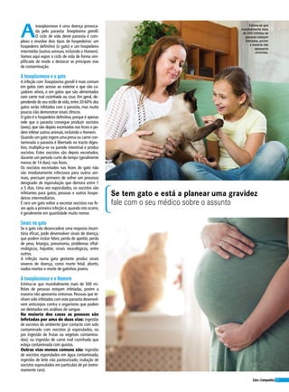 57Cães&Companhia
A
toxoplasmose é uma doença provoca-
da pelo parasita Toxoplasma gondii.
O ciclo de vida deste parasita é com-
plexo e envolve dois tipos de hospedeiros: um
hospedeiro definitivo (o gato) e um hospedeiro
intermédio (outros animais, incluindo o Homem).
Vamos aqui expor o ciclo de vida de forma sim-
plificada de modo a destacar as principais vias
de contaminação.
A toxoplasmose e o gato
A infeção com Toxoplasma gondii é mais comum
em gatos com acesso ao exterior e que são ca-
çadores ativos, e em gatos que são alimentados
com carne mal cozinhada ou crua. Em geral, de-
pendendo do seu estilo de vida,entre 20-60% dos
gatos serão infetados com o parasita, mas muito
poucos irão demonstrar sinais clínicos.
O gato é o hospedeiro definitivo,porque é apenas
nele que o parasita consegue produzir oocistos
(ovos), que são depois excretados nas fezes e po-
dem infetar outros animais, incluindo o Homem.
Quando um gato ingere uma presa ou carne con-
taminada o parasita é libertado no tracto diges-
tivo, multiplica-se na parede intestinal e produz
oocistos. Estes oocistos são depois excretados,
durante um período curto de tempo (geralmente
menos de 14 dias), nas fezes.
Os oocistos excretados nas fezes do gato não
são imediatamente infeciosos para outros ani-
mais, precisam primeiro de sofrer um processo
designado de esporulação que demora entre 1
a 5 dias. Uma vez esporulados, os oocistos são
infetantes para gatos, pessoas e outros hospe-
deiros intermediários.
É raro um gato voltar a excretar oocistos nas fe-
zes após a primeira infeção e,quando isto ocorre,
é geralmente em quantidade muito menor.
Sinais no gato
Se o gato não desencadear uma resposta imuni-
tária eficaz, pode desenvolver sinais de doença,
que podem incluir febre, perda de apetite, perda
de peso, letargia, pneumonia, problemas oftal-
mológicos, hepatite, sinais neurológicos, entre
outros.
A infeção numa gata gestante produz sinais
severos de doença, como morte fetal, aborto,
nados-mortos e morte de gatinhos jovens.
A toxoplasmose e o Homem
Estima-se que mundialmente mais de 500 mi-
lhões de pessoas estejam infetadas, porém a
maioria não apresenta sintomas. Pessoas que te-
nham sido infetadas com este parasita desenvol-
vem anticorpos contra o organismo que podem
ser detetados em análises de sangue.
Na maioria dos casos as pessoas são
infetadas por uma de duas vias: ingestão
de oocistos do ambiente (por contacto com solo
contaminado com oocistos já esporulados, ou
por ingestão de frutas ou vegetais contamina-
dos); ou ingestão de carne mal cozinhada que
esteja contaminada com quistos.
Outras vias menos comuns são: ingestão
de oocistos esporulados em água contaminada;
ingestão de leite não pasteurizado; inalação de
oocistos esporulados em partículas de pó (extre-
mamente raro).
Se tem gato e está a planear uma gravidez
fale com o seu médico sobre o assunto
Estima-se que
mundialmente mais
de 500 milhões de
pessoas estejam
infetadas, porém
a maioria não
apresenta
sintomas.
 