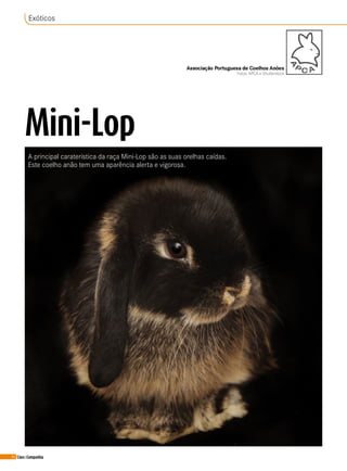 66 Cães&Companhia
Mini-Lop
A principal caraterística da raça Mini-Lop são as suas orelhas caídas.
Este coelho anão tem uma aparência alerta e vigorosa.
Associação Portuguesa de Coelhos Anões
Fotos: APCA e Shutterstock
Exóticos
 