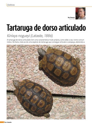 68 Cães&Companhia
Tartaruga de dorso articulado
Kinixys nogueyi (Lataste,1886)
A tartaruga de dorso articulado tem uma característica muito própria, como aliás o seu nome comum
indica. De facto, trata-se de uma espécie de tartaruga que consegue articular a carapaça, dobrando-a.
Rui Pessoa
Fotos: Autor
Exóticos
Casal jovem.
 
