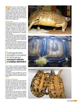 69Cães&Companhia
S
abemos que há várias espécies que
têm o plastrão amovível, conseguin-
do fechar-se mais ou menos hermeti-
camente na parte de baixo, mas esta espécie
consegue esconder as patas traseiras e a cauda
(para proteção), fechando a parte superior da
carapaça. Isto acontece apenas nos animais
jovens e adultos, uma vez que a membrana car-
tilaginosa que o permite forma-se e é apenas
visível ao fim de alguns anos.
Habitat natural
Esta tartaruga terrestre tem como habitat na-
tural um vasto território do continente africano,
concretamente na África Ocidental. Entre os
países onde pode ser encontrada contam-se
o Senegal, a Guiné-Bissau, o Gana, o Togo, os
Camarões e a Nigéria, mas pode também ser
avistada um pouco mais ao centro do conti-
nente africano, designadamente na República
Centro-Africana.
Tanto pode habitar em áreas densamente arbo-
rizadas, como em zonas abertas de savana, ti-
picamente de vegetação rasteira, encontrando-
-se muitos grupos populacionais estabelecidos
perto de cursos de água.
O facto de ocorrer numa diversidade bastante
acentuada de territórios é motivo de grandes
dores de cabeça para quem mantém estes ani-
mais em cativeiro e lhes pretende proporcionar
as condições mais parecidas com o seu habi-
tat de origem, surgindo dúvidas importantes:
A tartaruga de dorso
articulado é uma espécie
de tartaruga que
consegue articular
a carapaça,dobrando-a
Terrário aberto ou fechado? Com vegetação
densa ou amplo? Níveis de humidade elevados
ou ambiente seco? O ideal é conhecer a origem
exata do animal, o que em muitos casos é qua-
se impossível.
A tartaruga de dorso articulado era, até há
pouco tempo, considerada uma subespécie da
Kinixys belliana, mas foi recentemente autono-
mizada.
Principais características
Para além da característica já mencionada de
articulação da carapaça, esta espécie tem ain-
da outra característica física que a distingue
de muitas outras tartarugas e sobretudo das
espécies mais próximas (como por exemplo, a
Kinixys belianna), que é o facto de ter apenas
quatro unhas nas patas frontais e não cinco
como é habitual.
O macho tem a cauda mais grossa e comprida
do que a fêmea, como na maioria das espécies
de tartarugas. Tem ainda o plastrão côncavo,
para permitir mais facilmente o ato de cópula.
Diz-se que os machos muito velhos ficam com
a cabeça de tom azulado.
Pormenor
do dorso articulado.
Aspeto da carapaça.
Cores do plastrão.
 