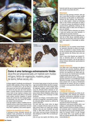 70 Cães&Companhia
A Kinixys nogueyi é considerada uma tartaruga de
tamanho médio, podendo as fêmeas atingir cerca
de 24 cm e os machos 20 cm ; por seu turno, as
crias nascem com cerca de 4 cmde comprimento.
Em termos de cores, estas são muito variáveis,
desde o amarelo clarinho até ao castanho bem
escuro, tanto no que respeita à carapaça como
ao plastrão, embora neste último se encontrem
quase sempre manchas irregulares. A grande
maioria dos animais tem uma carapaça bastan-
te interessante, com uma mistura de tonalida-
des sempre muito harmoniosa.
Já no que respeita à cabeça e membros são nor-
malmente escuros, muitas vezes cinzento-escuro,
sem quaisquer manchas características nem tons
mais claros e apelativos, como noutras espécies.
Condições de manutenção em cativeiro
A tartaruga de dorso articulado necessita de
condições muito particulares de manutenção,
nada comparáveis por exemplo com as tartaru-
gas da espécie Testudo.
Em primeiro lugar, porque se trata de uma tarta-
ruga extremamente tímida, deve-lhe ser propor-
cionado um habitat com muitos refúgios, feitos
de vegetação, madeira, peças de barro, folhas
secas, etc., devendo ainda o substrato ser sufi-
cientemente profundo para que a tartaruga se
possa enterrar. Muitos hobbystas utilizam vasos
de barro deitados, onde a tartaruga se recolhe
facilmente.
A acrescer aos refúgios, a luminosidade interior
não deve ser exagerada, o que pode ser facilita-
do colocando plantas naturais ou artificiais de
maiores dimensões.
Por outro lado, para tentar imitar de algum
modo as estações africanas típicas do seu ha-
bitat natural, devem ser criadas duas estações
distintas, uma com uma humidade que pode
atingir os 90%-100% durante cerca de meio
ano e outra, mais seca, em que a humidade não
deve ultrapassar os 65%-70%, na restante par-
te do ano.
Uma vez que esta espécie não hiberna, várias
fontes de calor têm que ser proporcionadas para
que o terrário nunca baixe dos 22ºC.
Alimentação
Trata-se de uma tartaruga omnívora, pelo que
não é muito difícil encontrar um leque variado
de alimentos que lhe podem ser administrados.
Verduras de vária natureza, mas sobretudo ri-
cas em cálcio, podem e devem ser oferecidas
todos os dias. Proteína animal deve ser dada 2
a 3 vezes por semana, de preferência incluindo
caracóis, lesmas, gafanhotos, minhocas, etc. Na
falta destes, pode ser dada carne de frango ou
peru, por exemplo.
A fruta também pode ser oferecida, mas apenas
2 vezes por semana, para evitar diarreias e a
proliferação de parasitas intestinais.
Esta tartaruga gosta muito de cogumelos, con-
tudo não se deve abusar, sobretudo porque a
chave para uma boa dieta, nesta como em qual-
quer outra espécie, é a diversidade na alimen-
tação.
No acasalamento
Os alimentos ricos em proteína animal devem
ser sobretudo oferecidos na altura do acasala-
mento, normalmente na época húmida, altura
em que os machos lutam mais ferozmente entre
eles pelo domínio das fêmeas, bem como por
alimento.
Assim, e para evitar disputas que originem fe-
ridas, os alimentos devem ser colocados em
vários locais do terrário, a fim de que todos os
animais tenham efetivamente oportunidade de
se alimentar.
Cuidados veterinários
Com efeito, esta é uma tartaruga com alguma
propensão para parasitas intestinais, pelo que
necessita de ser desparasitada junto de um ve-
terinário com experiência em répteis pelo me-
nos uma vez por ano, havendo quem aconselhe
a desparasitação duas vezes por ano.
Também como forma de evitar a infestação por
parasitas intestinais e a sua proliferação noutros
elementos do grupo, nunca se devem misturar
novos animais com um grupo já devidamente
estabelecido em cativeiro, sem que se sujeitem
os mesmos a uma quarentena de pelo menos 2
a 4 meses.
Principais ameaças
e estatuto de conservação
Esta tartaruga é capturada para efeitos de ali-
mentação bem como utilizada para medicina
tradicional, verificando-se, sobretudo nos anos
80 e 90, um decréscimo significativo nas popu-
lações locais.
É ainda capturada para ser comercializada no
mercado de animais de estimação.
Infelizmente muito poucos estudos sobre a sua
ecologia e conservação têm sido efetuados.
Neste momento encontra-se listada no Anexo II
da Convenção sobre o Comércio Internacional
das Espécies de Fauna e Flora Selvagens Amea-
çadas de Extinção (CITES), de que Portugal
é parte desde 1975, o que significa que deve
haver um controlo apertado sobre os espécimes
comercializados. n
Como é uma tartaruga extremamente tímida
deve-lhe ser proporcionado um habitat com muitos
refúgios, feitos de vegetação, madeira, peças
de barro, folhas secas, etc.
A tomar
um banho morno.
Vista frontal.
Trio a alimentar-se.
Terrário húmido.
 