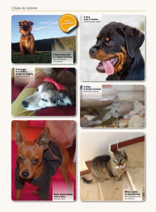 Clube de Leitores
O Bolt pensa que
é o Super-Homem!
Tatiana Rodrigues,
TorresVedras
Beny incomodado
com a foto.
Ana Rita,Tábua
Mimi a subir
as escadinhas.
Maria Madalena Dias,
Rio de Mouro
O Krueger
é o melhor
amigo da Regina.
Regina,Amadora
A Kika
é muito curiosa!
Inês Guerra, Oeiras
A Kira
com 3 meses.
Camila Scarpa, LisboaFoto
Premiada
 