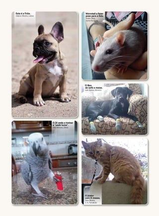 O Ben
de sofá e meias.
JoãoSantos,Almeirim
O Júnior
com 8 meses.
Sara Oliveira,
V. N. Famalicão
Esta é a Tróia.
Helena Oliveira, Lisboa
O Zé anda a treinar
a "pedir lume".
Elsa Mimoso,Silves
Wormtail a fazer
pose para a foto.
Ruben Silva,
Santa Iria Azoia
 