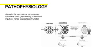 - injury to the lumbosacral nerve causes
conduction block (discontinuity of electrical
impulses) hence causes loss of function
PATHOPHYSIOLOGY
 