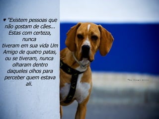 ♥  "Existem pessoas que não gostam de cães... Estas com certeza, nunca  tiveram em sua vida Um Amigo de quatro patas, ou se tiveram, nunca  olharam dentro daqueles olhos para perceber quem estava ali.  