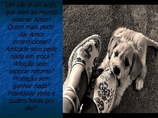 Um cão é um anjo, que vem ao mundo ensinar Amor! Quem mais pode  dar Amor incondicional? Amizade sem pedir nada em troca? Afeição sem  esperar retorno? Proteção sem ganhar nada? Fidelidade vinte e quatro horas por dia?  