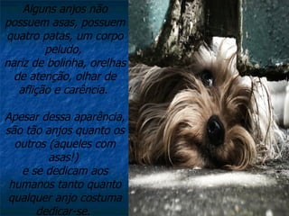Alguns anjos não possuem asas, possuem quatro patas, um corpo peludo,  nariz de bolinha, orelhas de atenção, olhar de aflição e carência.    Apesar dessa aparência, são tão anjos quanto os outros (aqueles com asas!)  e se dedicam aos humanos tanto quanto qualquer anjo costuma dedicar-se.  