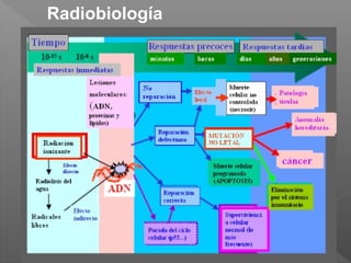 Radiobiología
 