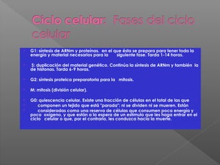 • G1: síntesis de ARNm y proteínas. en el que ésta se prepara para tener toda la
energía y material necesarios para la siguiente fase. Tarda 1-14 horas.
• S: duplicación del material genético. Continúa la síntesis de ARNm y también la
de histonas. Tarda 6-9 horas.
• G2: síntesis proteica preparatoria para la mitosis.
• M: mitosis (división celular).
• G0: quiescencia celular. Existe una fracción de células en el total de las que
 componen un tejido que está "parada": ni se dividen ni se mueren. Están
 consideradas como una reserva de células que consumen poca energía y
poco oxígeno, y que están a la espera de un estímulo que les haga entrar en el
ciclo celular o que, por el contrario, les conduzca hacia la muerte.
 