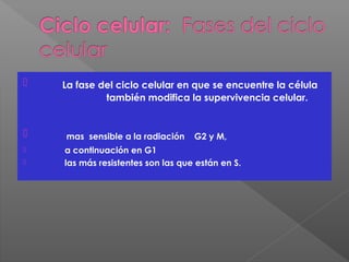  La fase del ciclo celular en que se encuentre la célula
también modifica la supervivencia celular.
 mas sensible a la radiación G2 y M,
 a continuación en G1
 las más resistentes son las que están en S.
 