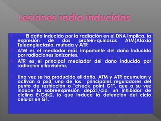  El daño inducido por la radiación en el DNA implica, la
expresión de dos protein-quinasas ATM(Ataxia
Teleangiectasia, mutada y ATR
 ATM es el mediador más importante del daño inducido
por radiaciones ionizantes.
1. ATR es el principal mediador del daño inducido por
radiación ultravioleta.
 Una vez se ha producido el daño, ATM y ATR acumulan y
activan a p53, uno de los principales reguladores del
punto de restricción o "check point G1", que a su vez
induce la sobreexpresión dep21/cip, un inhibidor de
ciclina E/Cdk2, lo que induce la detención del ciclo
celular en G1.
 