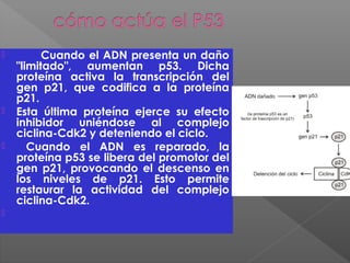  Cuando el ADN presenta un daño
"limitado", aumentan p53. Dicha
proteína activa la transcripción del
gen p21, que codifica a la proteína
p21.
 Esta última proteína ejerce su efecto
inhibidor uniéndose al complejo
ciclina-Cdk2 y deteniendo el ciclo.
 Cuando el ADN es reparado, la
proteína p53 se libera del promotor del
gen p21, provocando el descenso en
los niveles de p21. Esto permite
restaurar la actividad del complejo
ciclina-Cdk2.
  
 