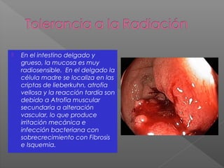 En el intestino delgado y
grueso, la mucosa es muy
radiosensible. En el delgado la
célula madre se localiza en las
criptas de lieberkuhn, atrofia
vellosa y la reacción tardía son
debido a Atrofia muscular
secundaria a alteración
vascular, lo que produce
irritación mecánica e
infección bacteriana con
sobrecrecimiento con Fibrosis
e Isquemia.
 