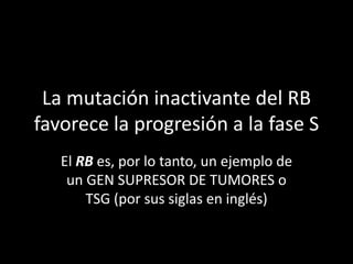 La mutación inactivante del RB
favorece la progresión a la fase S
El RB es, por lo tanto, un ejemplo de
un GEN SUPRESOR DE...