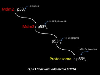 p53nMdm2:
p53u
nMdm2:
p53u
c
p53u
cProteasoma :
El p53 tiene una Vida media CORTA
U: Ubiquitinación
c: Citoplasma
p53: Des...