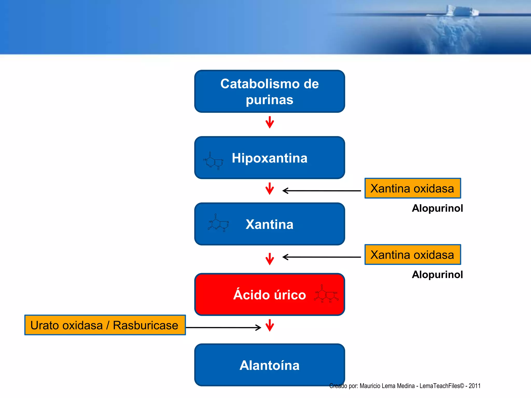 Catabolismo de
purinas
Hipoxantina
Xantina
Ácido úrico
Alantoína
Xantina oxidasa
Xantina oxidasa
Urato oxidasa / Rasburicase
Alopurinol
Alopurinol
Creado por: Mauricio Lema Medina - LemaTeachFiles© - 2011
 