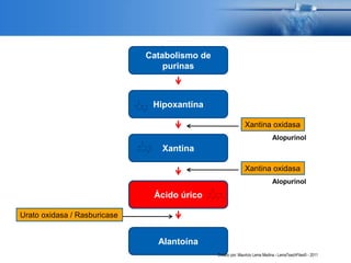 Catabolismo de
purinas
Hipoxantina
Xantina
Ácido úrico
Alantoína
Xantina oxidasa
Xantina oxidasa
Urato oxidasa / Rasburicase
Alopurinol
Alopurinol
Creado por: Mauricio Lema Medina - LemaTeachFiles© - 2011
 