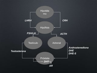 Hipotála
mo
Hipófisis
Testículo Adrenal
LHRH CRH
FSH/LH ACTH
Próstata
Testosterona
DHT
Androstenediona
DHE
DHE-S
AR
 