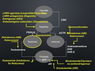 Hipotála
mo
Hipófisis
Testículo Adrenal
LHRH agonista (Leuprolide/Goserelina)
LHRH antagonista (Degarelix)
Estrógenos (DES)
Antiandrógeno esteroideo (Ciproterona)
CRH
FSH/LH ACTH
Próstata
Testosterona
DHT
Androstenediona
DHE
DHE-S
Dutasterida (Inhibidores
5α Reductasa)
Abiraterona (ABI)
Ketoconazol
Glucocorticoides
Abiraterona (ABI)
Ketoconazol
Enzalutamida (ARI)
AR
Bicalutamida/Ciprotero
na (antiandrógenos)
Orquiectomía
 