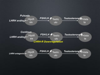 LHRH análogo
Hipófi
sis
Testíc
ulo
FSH/LH  Prósta
ta
Testosterona
Pulsado
LHRH análogo
Hipófi
sis
Testíc
ulo
FSH/LH  Prósta
ta
Testosterona
Continuo
LHRH antagonista
Hipófi
sis
Testíc
ulo
FSH/LH  Prósta
ta
Testosterona
LHRH-R Downregulation
 