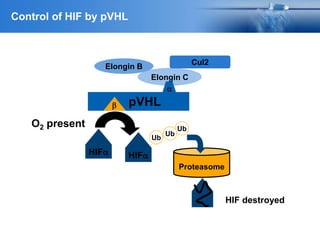 Ub
Elongin C
a
b pVHL
Ub
Proteasome
HIF destroyed
O2 present
HIFa
Ub
HIFa
Cul2
Elongin B
Control of HIF by pVHL
 