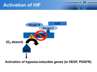 Elongin C
a
b pVHL
(O2 absent)
HIFa
Cul2
Elongin B
Activation of hypoxia-inducible genes (ie VEGF, PDGFR)
Activation of HIF
 