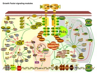 p27
E2F 1-3
KSR
Growth Factor signaling modules
CR1GF
L1
L2
CR2
CR1
Y845
Kinase
Y1173
Y1086
Y891
Y992
Y1148
Y1045
Y920
Y1068
L1
L2
CR2
Y845
Kinase
Y1173
Y1086
Y891
Y992
Y1148
Y1045
Y920
Y1068
GFCR1
PI3K
PDK
aPKCζ
AP-1AP-1
STAT 3
P
STAT 3
P
PP
Grb2
SOS
Ras
SHC
Src STAT 3
P
STAT 3
P
STAT 3
P
p70S6K
P
P
SRFElk Ets
P
TCF
CRE NFkBCRE
PP
NFkB
P P
MEK1/2
ERK1/2S217 S221
T202
Raf1
S338
Y341
14-3-3
GSK-3β
β-Catenin
S9
Glycogen
syntahse
CRMP-2
WNK-1
P
P
P
P
APC
P
MAP1B
P
PKB
T308 S473
Bad
P
Cas 9
P
XIAP
P
P
PFK-2
ATP-citrate
lyase
PKCα
P
PKCβ
P
PKCγ
P
PLCγ1
p90Rsk
MEKK2
JNK1/2
MKK7
MKK4
PP
Grb2
SOS
Rac/Rho
PP
DAG
IP3
PKCα
RKIP
S153 I-1
P
PP1
MARCKS
Ca
Ca
Ca Ca
Ca
Ca
Ca
Ca
Ca
CaM
CamKIICaM MLCKCaM
P
DAPKCaM
P
P
Fascin
P
P
S129
Bcl-2
G1
S
G2
M
mTOR
P
Raptor
GβL FKBP12
4EBP1
P
S6
p70S6K
P
P
AAAAA
60S
40S
PTEN
P
P
Cot
P
FOXO1
Foxa2
P
P
P
C-Myc
E2F 1-3
ATM
Cyclin D1
CDK4/6
pRb
HDM2
P
p53
P
GRK5CaM
FOXO1
P
P
P
P
 