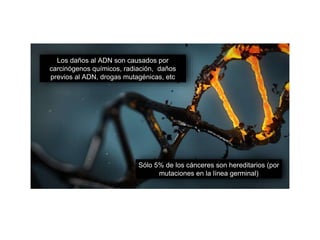 Los daños al ADN son causados por
carcinógenos químicos, radiación, daños
previos al ADN, drogas mutagénicas, etc
Sólo 5% de los cánceres son hereditarios (por
mutaciones en la línea germinal)
 