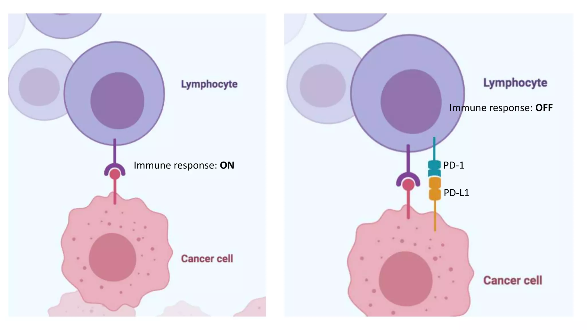 Immune response: ON
Immune response: OFF
PD-L1
PD-1
 