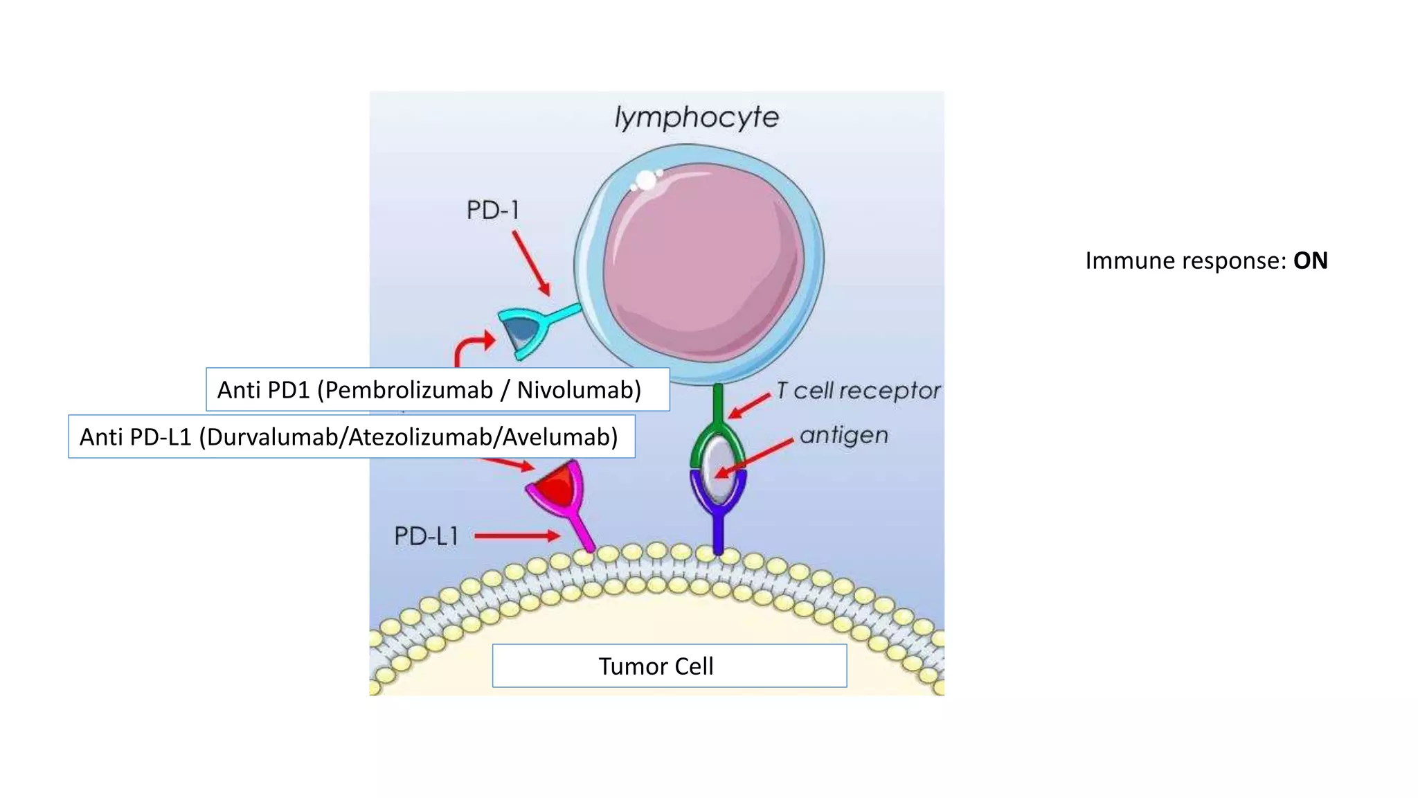 Anti PD1 (Pembrolizumab / Nivolumab)
Anti PD-L1 (Durvalumab/Atezolizumab/Avelumab)
Tumor Cell
Immune response: ON
 