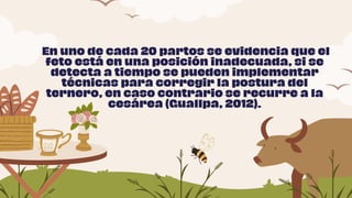 En uno de cada 20 partos se evidencia que el
feto está en una posición inadecuada, si se
detecta a tiempo se pueden implementar
técnicas para corregir la postura del
ternero, en caso contrario se recurre a la
cesárea (Guallpa, 2012).
 