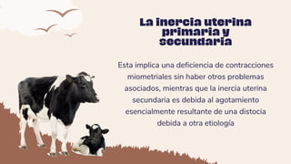 Esta implica una deficiencia de contracciones
miometriales sin haber otros problemas
asociados, mientras que la inercia uterina
secundaria es debida al agotamiento
esencialmente resultante de una distocia
debida a otra etiología
La inercia uterina
primaria y
secundaria
 